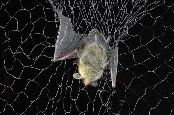 In 2017, Minnesota researchers were netting and tracking bats in the hopes of fending off the effects of white-nose syndrome.