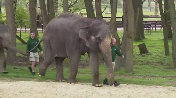 UK Queen feeds bananas to elephants at zoo