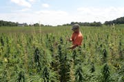 Anthony Cortilet with the Minnesota Department of Agriculture took an industrial hemp plant sample last summer to test for THC. Plants must be below 0