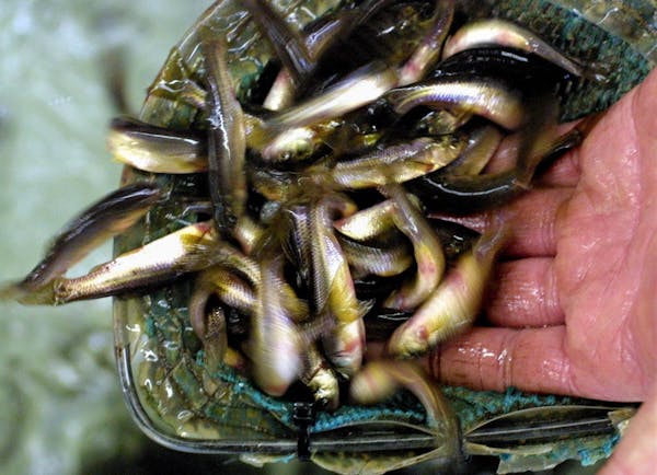 Fathead minnows make up 75 percent of minnow sales, but bait dealers want to import more golden shiners to sell.