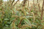 Palmer amaranth: Palmer amaranth, a prolific and aggressive weed discovered in Minnesota in September, has devastated fields and raised the cost of fa