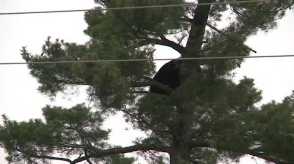 Bear in tree in central Wisconsin town