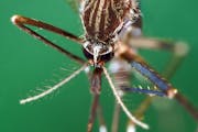 A biting mosquito is one of the five bugs to watch out for this summer.