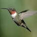 A male ruby-throated hummingbird in all his glory.