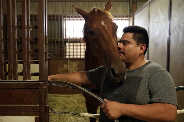 Alejandro Michel, who is working on a H-2B visa, grooms horses in Valorie Lund's barn at Canterbury Park.