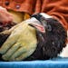 Clinic volunteer Lydia Lucas carried in the young eagle for an examination.