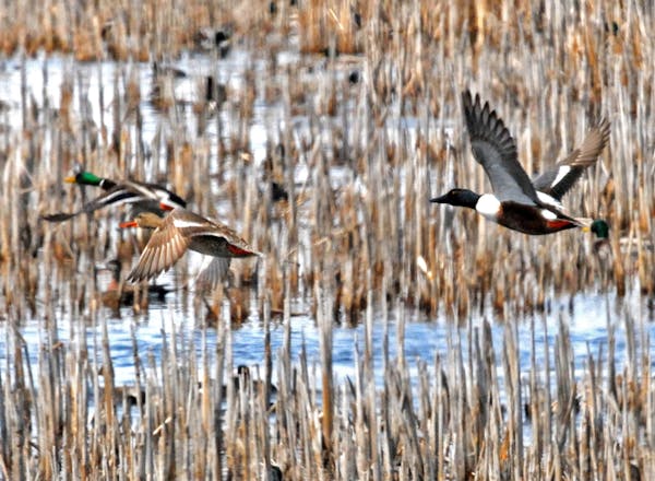 Just one example of the real-world impact of political decisions on the environment: Wetland losses and degradation have slashed the state’s duck po