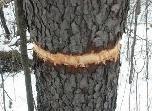 Vandals stripped rings of bark from seven trees near a mountain bike trail at Lebanon Hills Park in Eagan.