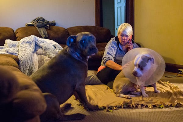 Jennifer LeMay sits at home for the first time with her dogs, Ciroc, (right) and Rocco since they got back from the vet.