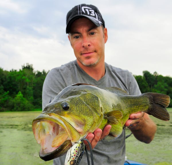 Big largemouth bass like this five-pound-plus beauty have recovered from spawning and are on the prowl, often in shallow water. July is a great time t