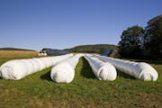 Hay wrapped in plastic lay on the ground of a ranch. These covers are becoming more popular than silos but generate millions of pounds of waste per ye