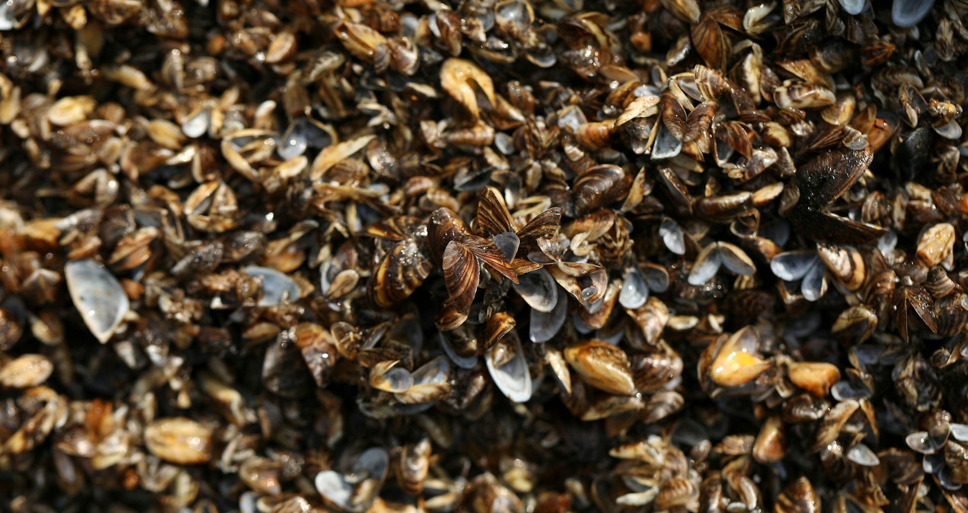 Zebra mussels disrupt a lake's ecosystem, collapsing the food chain. Above, a cluster of zebra mussels in White Bear Lake.