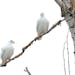 One albino pigeon is rare to see. Two together? That's even rarer.