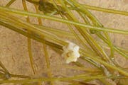 Starry stonewort was found in Turtle Lake near Bemidji.