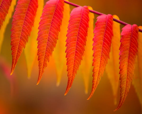 Brilliant red sumac leaves give a hint of things to come.