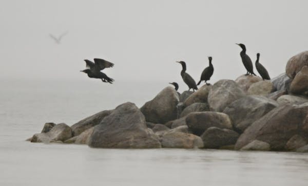 Cormorants on a stony point on one end of Little Pelican Island in Leech Lake.