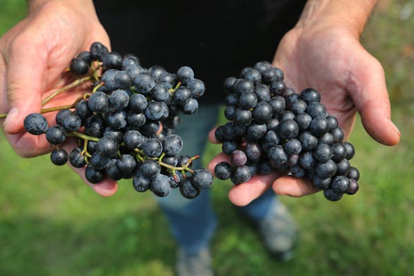 Tom Plocher shows off grapes grown at his vineyard in Hugo.