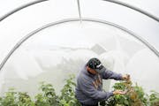 Extension researcher Eric Burkness checked raspberry plants growing in a hoop house for signs of spotted wing drosophila.