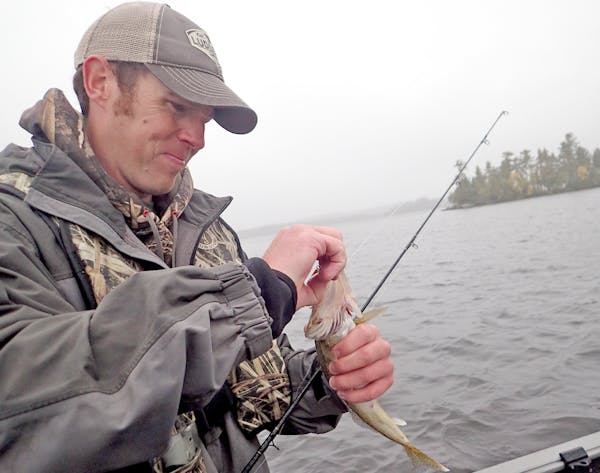 Jeremy Maslowski of Tower, Minn., unhooked a walleye caught on Lake Vermilion while trolling crankbaits with lead core fishing line.