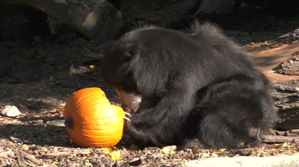 Zoo animals enjoy pumpkin treat