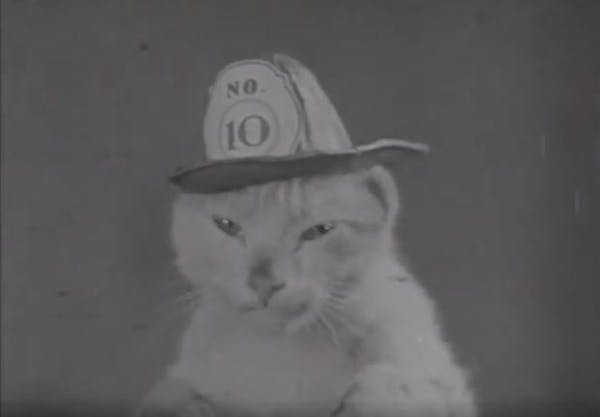 Screen grab of Mickey the Minneapolis Fire Cat in a newsreel clip posted on Facebook by Old Minneapolis.