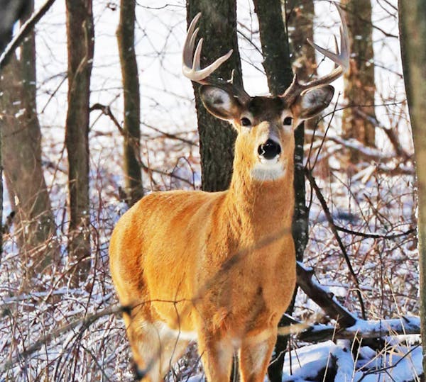 As another firearms deer season nears, health officials are pondering a Canadian study that indicates chronic wasting disease can be transmitted to pr