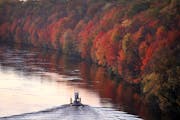 The fall colors along the Mississippi River Tuesday are near peak as a small tug boat heads up river, as seen from the Franklin Ave. Bridge in Minneap