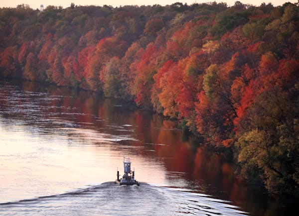 The fall colors along the Mississippi River Tuesday are near peak as a small tug boat heads up river, as seen from the Franklin Ave. Bridge in Minneap