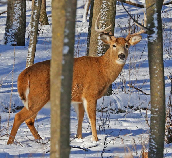 This whitetail buck hadn't yet lost his antlers.