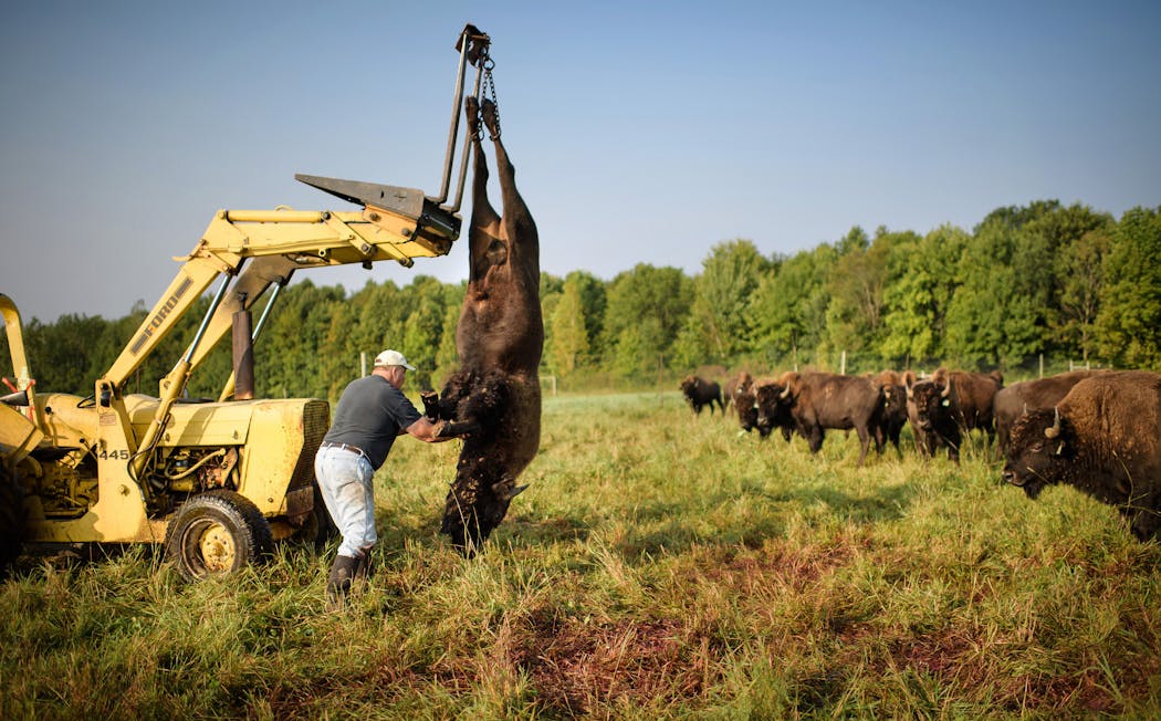 Lee Graese harvested a 2-year-old bison with a single shot to the back of the head. He then drained its blood and brought it to the plant for processing.