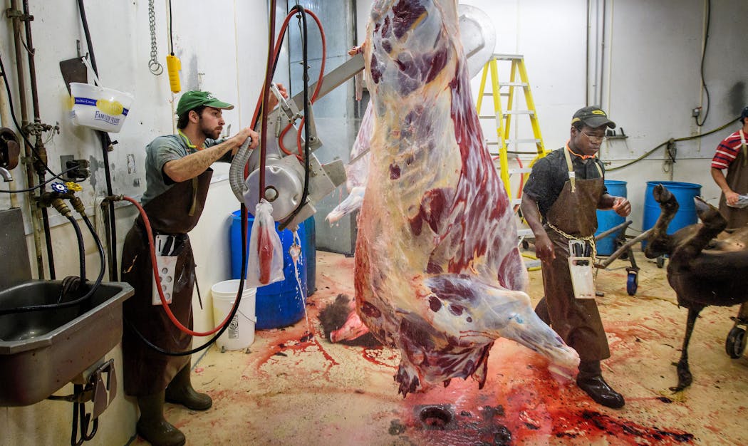 Benny Miller used a meat saw to split a bison during processing at Conrath Quality Meats in Conrath, Wis.