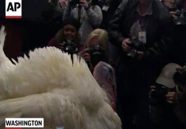Presidential turkey meets the press