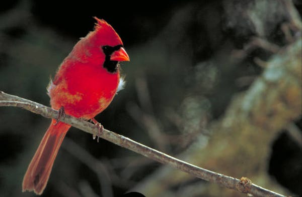 Northern cardinals don't migrate from Minnesota in the winter.