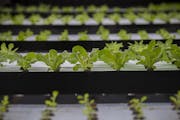 Pentair and Urban Organics are partners in this 87,000-square-foot indoor fish and produce farm in the old Schmidt brewery that provides greens and se