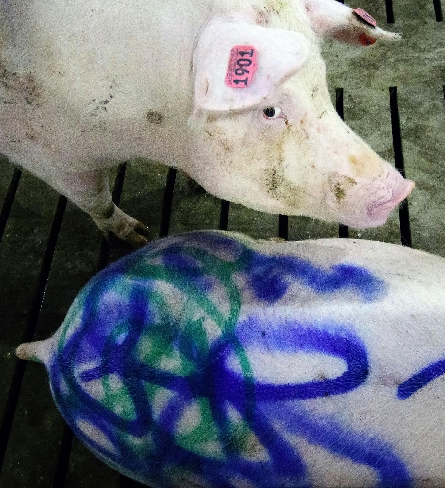 Every sow has an electronic ear tag that monitors her eating habits and whereabouts. Sows that need special attention at feeding stations get colorful markings to tell them apart.