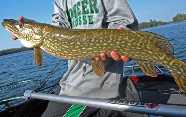 State anglers will have to follow new northern pike rules starting with the May 2018 opener.