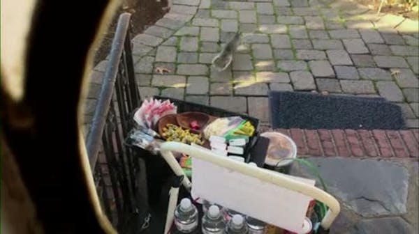 Fat squirrel caught on video stealing goodies