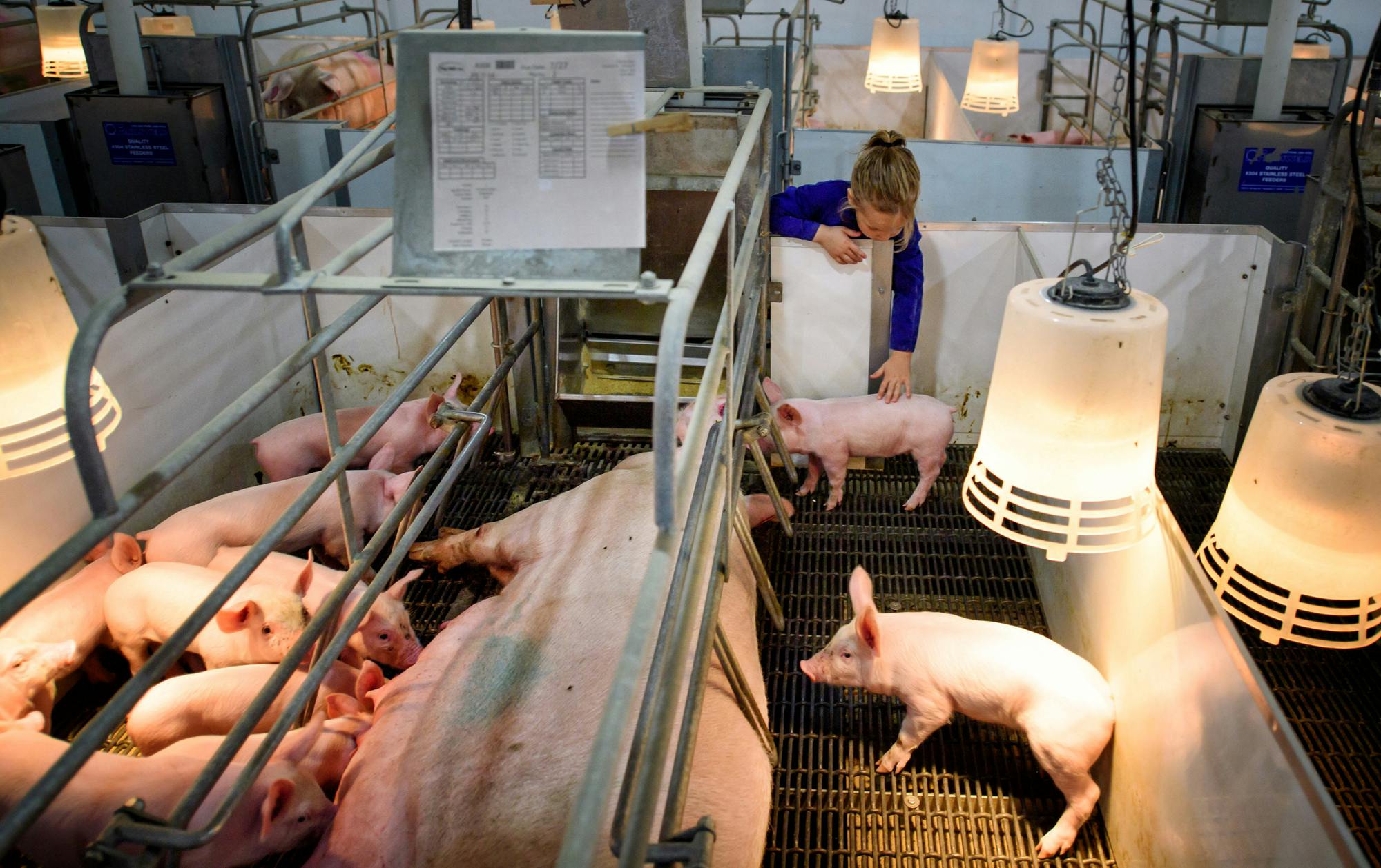 More shoppers are demanding ethical treatment of farm animals