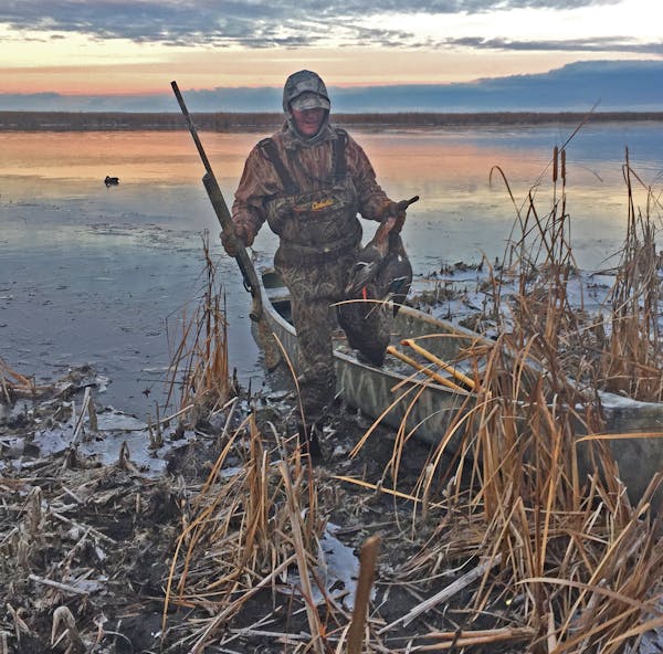 Weather cooperated this fall during the Minnesota duck season, and some hunters found more birds than they have in recent years. But the number of duc