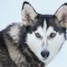Shy Poke - Colleen Wallin, Silver Creek Sled Dogs, handicaps her gang line and tells us what makes her dogs tick. Advancer for Beargrease Sled Dog Rac