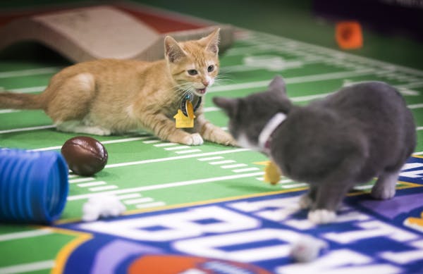 As part of the Super Bowl Live festivities in downtown Minneapolis, Hallmark Channel has installed a live attraction of the Kitten Bowl.