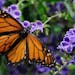 In this April 26, 2015, file photo, a monarch butterfly feeds on a duranta flower in Houston.