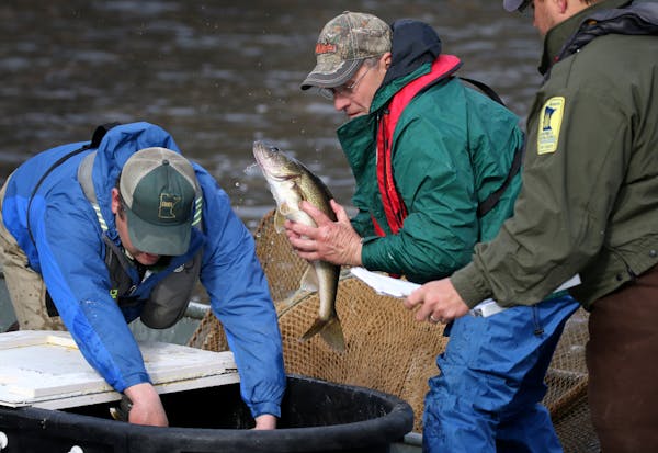 DNR fisheries biologists netted walleyes from Mille Lacs in early spring 2016 for a field experiment regarding fertility of the fish. A panel of resea