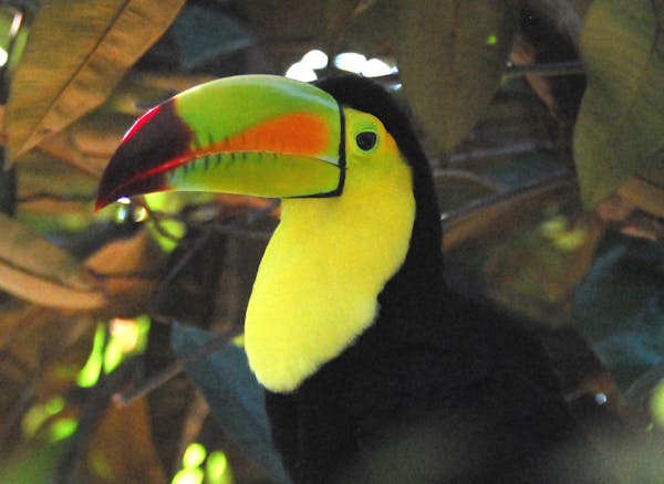 Look for exotic birds like a keel-billed toucan on the lodge cam. credit: Jim Williams