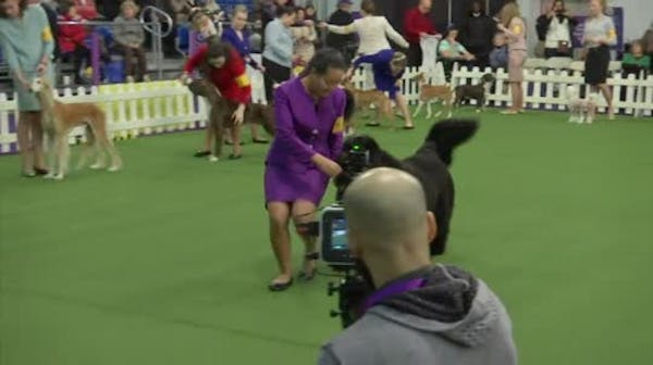 11-year-olds vs. adult handlers at Westminster dog show