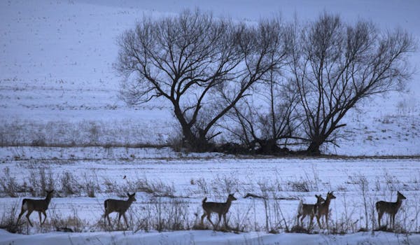 A half-dozen whitetail deer congregated just outside of Chatfield in southeast Minnesota, an area the DNR wants to intensively manage to minimize the 