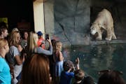 Guests of Como Zoo watched as Buzz, one of the facility's twin polar bears, played in his pool this summer.