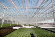 A look inside the sprawling Revol Greens greenhouse, where LED lights give off a purple hue amid the growing greens