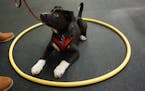 In puppy class, Angus was required to approach and interact with all kinds of bulky, potentially scary objects--including canes, umbrellas, crinkly ta