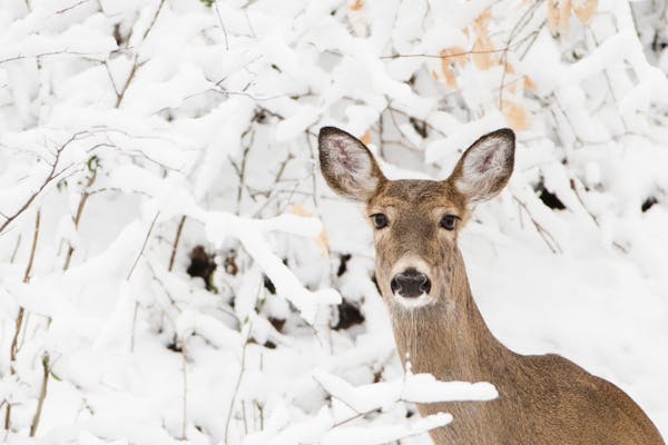 A Minnesota sheriff’s deputy looking “to shoot a quick doe” has felt the brunt of the state’s crackdown on deer baiting.
